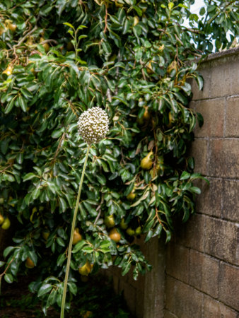 Long-stemmed white flower in front of a pear treeの写真素材
