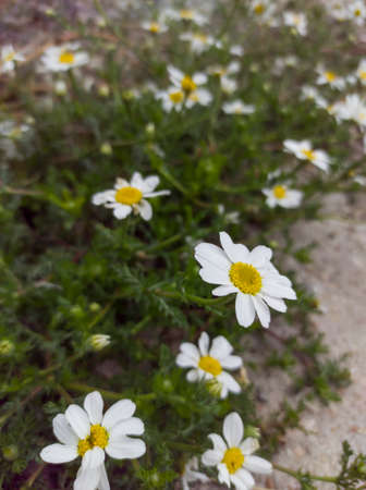 Set of daisies on a shrub on a sunny spring dayの写真素材