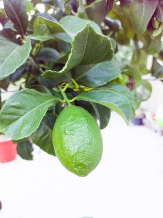 Green lemon hanging from a branch of a lemon tree on a summer dayの写真素材