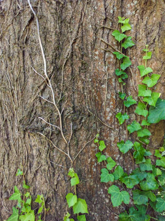 Close-up of a large, rough trunk with vegetation growing along itの写真素材