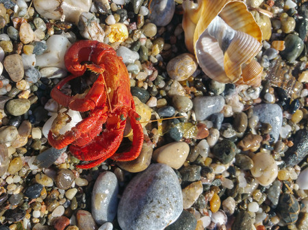 a crab changing homeの写真素材