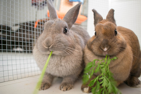 my pet rabbits sitting together having a spot of lunchの写真素材