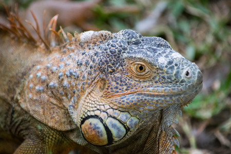 a portrait photo of an iguana side viewの写真素材