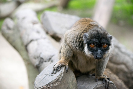 a detailed head on close up of a lemur at my local zooの写真素材
