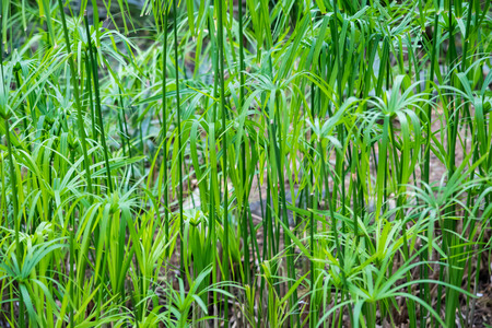 a beautiful close up of green shrubsの写真素材