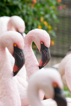 a detailed head shot of a flamingo at my local zooの写真素材