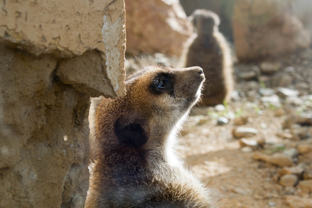 a side view shot of a meerkat at my local zooの写真素材