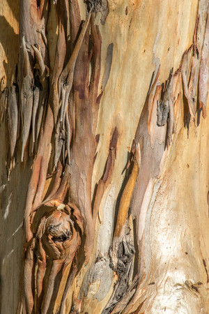 a close up photo of tree bark Aの写真素材