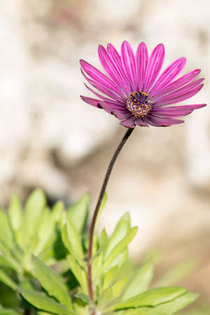 a detailed close up of a purple flowerの写真素材