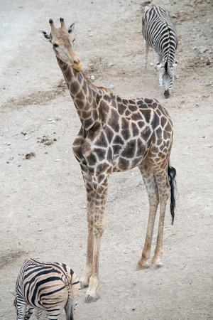 a mother giraffe at my local zooの写真素材
