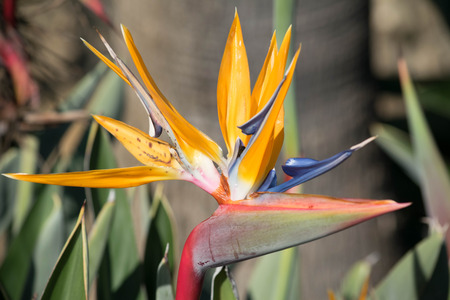 a close up photo of a bird of paradise flowerの写真素材