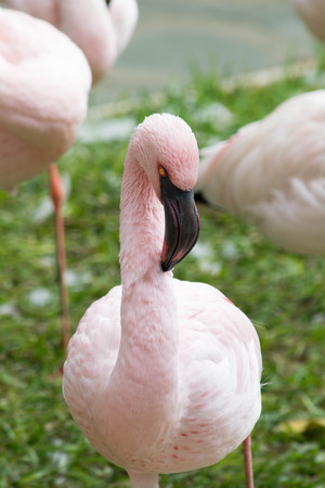 a portrait of a flamingo taken at my local zooの写真素材