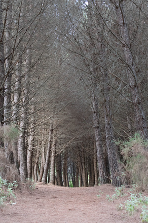 a photo taken of a view through my local forest in Marbella, Spainの写真素材