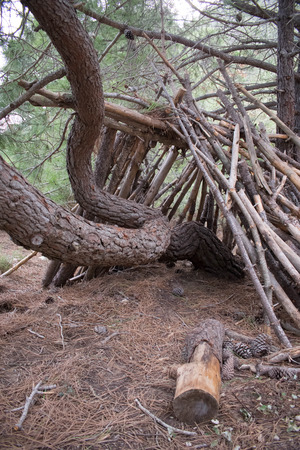 a photo of a shelter built in my local forest in Marbellaの写真素材