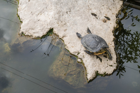a close up on a turtle having a relaxing sunbathing sessionの写真素材