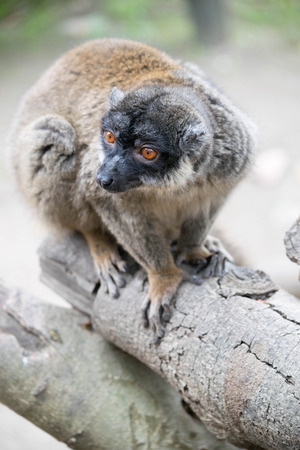 a close up side view shot of a lemurの写真素材