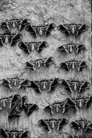 a collection of butterflies attached to a wall in black and whiteの写真素材
