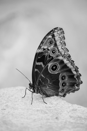 A butterfly perched on a stone in black and whiteの写真素材