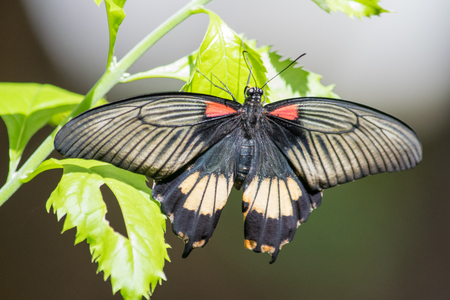 a butterfly taking in some sun whilst hanging from a leafの写真素材