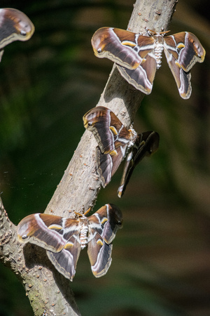 a trio of moths hanging out on a branchの写真素材