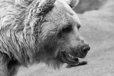 a detailed close up of a bears face in black and whiteの写真素材