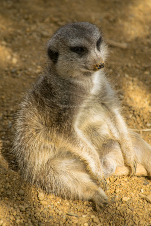 a fat Meerkat sitting in the shade relaxing like a personの写真素材