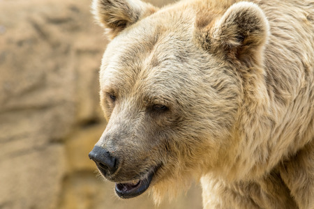 a portrait of a golden haired bearの写真素材