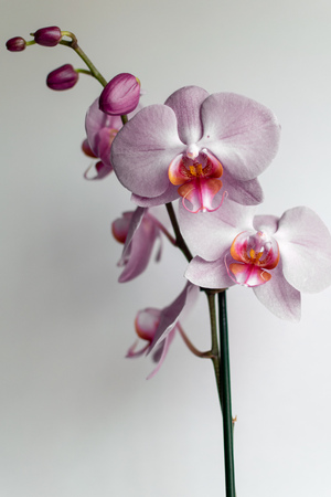 a selection of white and pink orchid flowersの写真素材