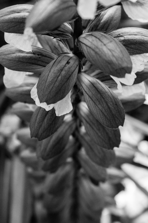 a close up on a line of flower buds in black and whiteの写真素材