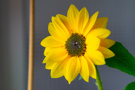 a close up of a beautiful yellow flowerの写真素材