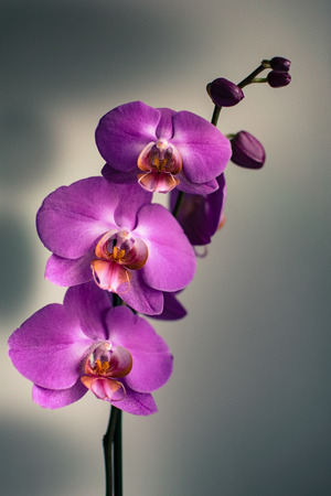a collection of purple orchid flowersの写真素材