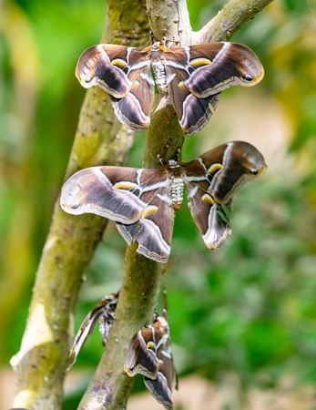 a trio of giant moths hanging around on a branch in my local butterfly garden in Benalmadena, Spain