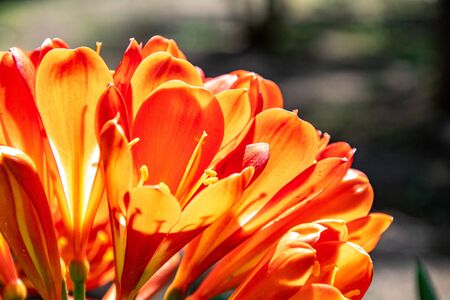 a selection of blooming tulips opening in the sunshine