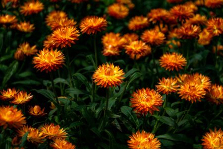 a close up shot of a garden of orange flowers taken in Marbella, Spainの写真素材