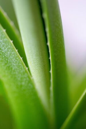 a collection of green aloe vera palm leaves taken with a macro lensの写真素材