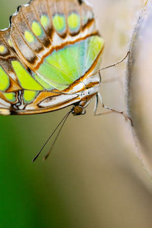 a close up macro image of a green butterfly hanging upside down