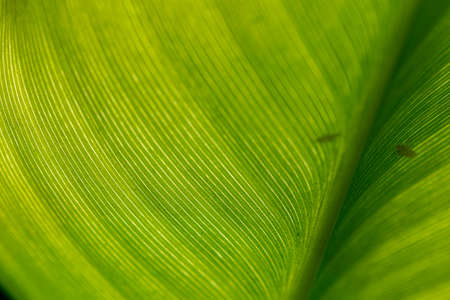 a macro image of a banana tree leaf with the sun shining on it