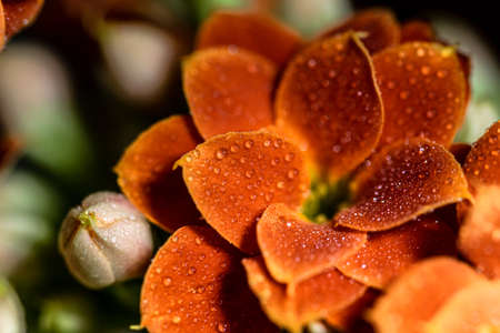 a blooming orange flower covered in morning dew water droplets in a garden in Marbella, Spainの写真素材