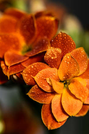 a close up image of a pair of orange flowers covered in water droplets in a garden in Marbella,...