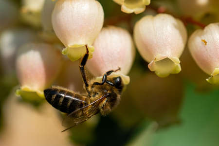 a macro image of a honey bee hanging upside down looking for pollen from a selection of blooming...