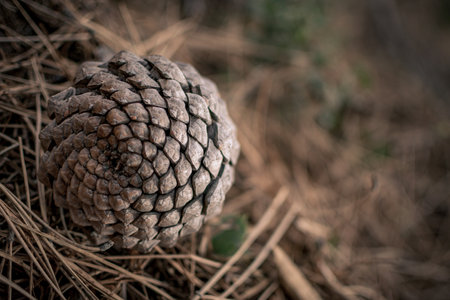 a close up image of the spiral pattern of a pine cone on the forest floorの写真素材