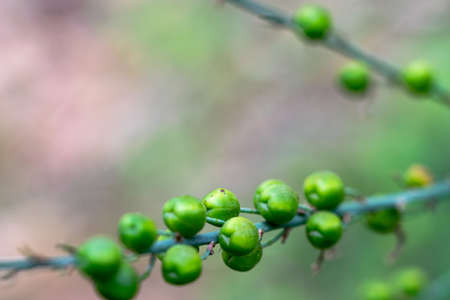 a bokeh abstract image of green plant seeds in the forests in Marbella, Spainの写真素材