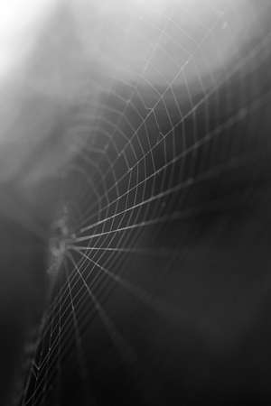 a black and white macro image of spider web strandsの写真素材
