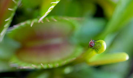 a macro image of a common house fly playing a dangerous game taking a rest on a Venus flytrap plant