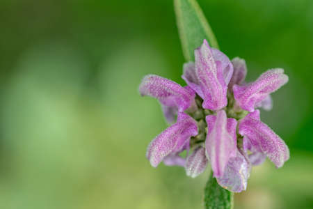 a macro background wallpaper image of a purple flower blooming in the summer sun