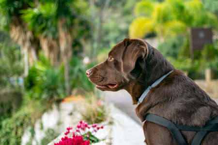 a chocolate labrador dog standing on full alert after listening to birds singing in the tree around Marbella in southern Spainの写真素材