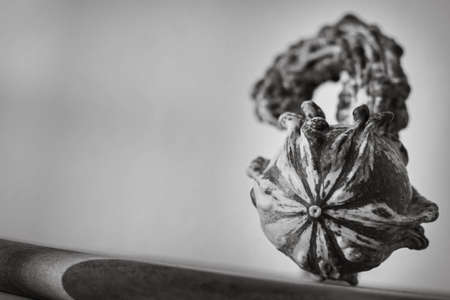a close up image of a curiously shaped green and yellow pumpkin balancing on a wooden chopping board monochromeの写真素材