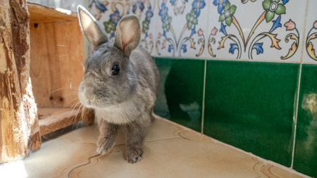a image of my grey pet bunny rabbit posing for a landscape photoの写真素材