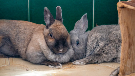 a image of my pet bunny rabbits lying down next to each other