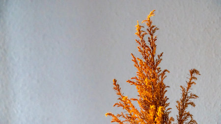 a desktop wallpaper image of a burnt orange plant against a grey background close up
